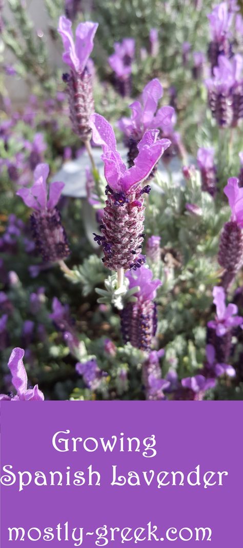 Spanish lavender is a unique looking plant and a total bee magnet!  It also has that lovely lavender smell.  Click on the link for tips for growing this stunning plant! #mostlygreek #spanishlavender #lavender #pollinators #beefriendlyplant #bees #herbs #herbgardens #organicgardening #droughttolerant Lavender Plant Care, Lavender Types, Lavender Care, Spanish Lavender, Bee Friendly Plants, Growing Lavender, Walnut Grove, Backyard Gardening, Buy Seeds