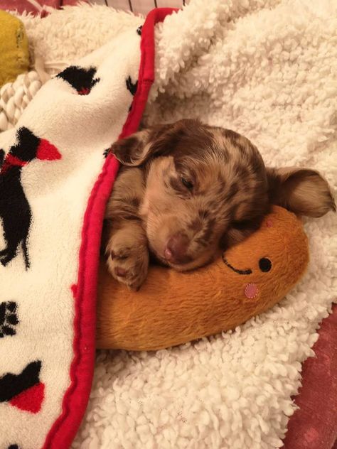 Just a sausage cuddling a sausage under a sausage blanket 🤷 Puppies In Sweaters, Dash Hound Puppies, Puppy Care Tips, Daschund Puppies, Doxie Puppies, Dachshund Funny, Really Cute Puppies, Dapple Dachshund, Cute Animals Puppies