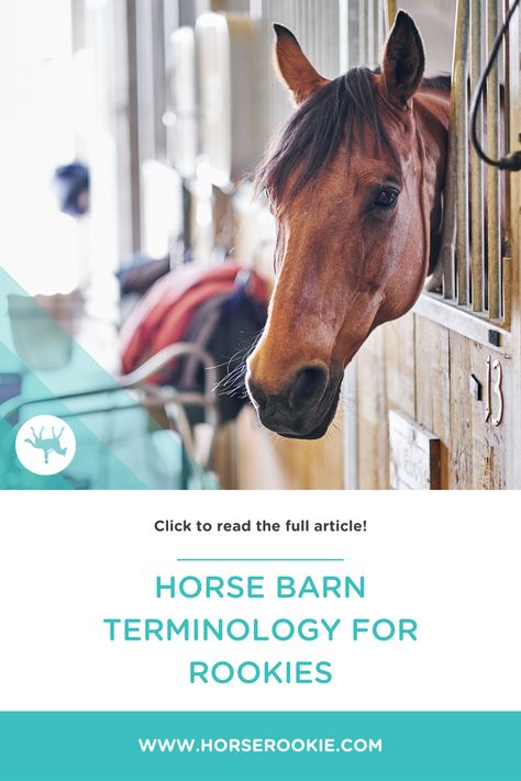 The terminology that is used at horse barns can be overwhelming at first. However, our guide will help you learn the lingo so you can effectively communicate with other equestrians. #equestrian #horselingo #horseterms #horsecare #equinecare #horsetips #equestriantips #equine #horses #horseterminology Equestrian Tips, Mucking Stalls, Horse Ownership, Automatic Waterer, Equine Care, Equine Nutrition, Run In Shed, Horse Facts, Horse Riding Tips