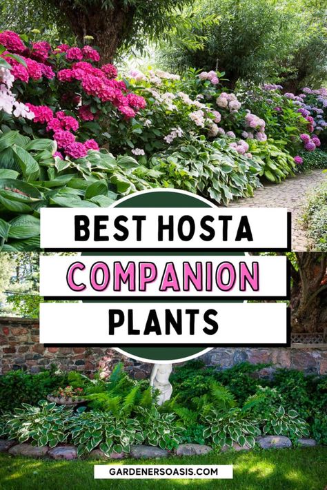 Green Perennial Plants, Planting Perennials Landscapes, Hosta Bed Ideas, Shades Garden Ideas, Hostas Front Yard, Front Yard Shade Landscaping Ideas, Landscaping For Shaded Front Yards, Hosta Shade Garden Ideas, Southern Shade Garden Ideas