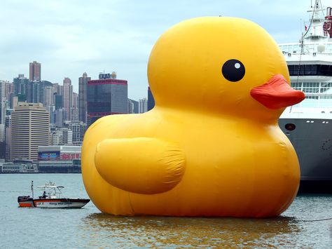 Rubber duckie floating in Hong Kong's Victoria Harbor this month. Duck Float, Big Duck, Duck Pictures, Victoria Harbour, National Days, Giant Inflatable, Yellow Duck, Rubber Ducky, Pittsburgh Pa