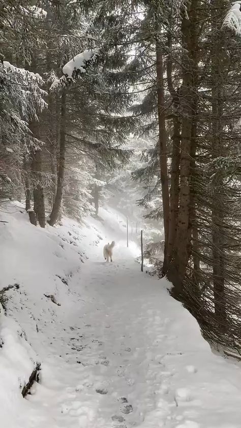 dog #snow #dog Beautiful Nature Scenes Amazing Nature Winter Pictures Nature Pictures Smileys Gi Winter Pictures Nature, Scenery Winter, Snow Dog, Nature Winter, Christmas Scenery, Winter Scenery, Winter Beauty, Snow Scenes, Beautiful Places Nature