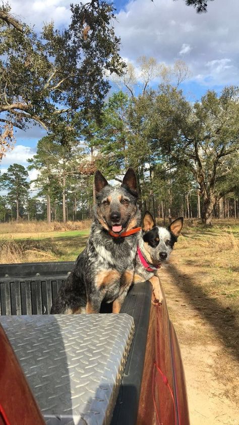 Blue Heeler Aesthetic, Foto Cowgirl, Blue Heelers, Blue Heeler Dogs, Daisy Duke, Farm Lifestyle, Future Farms, Farm Dogs, Western Life