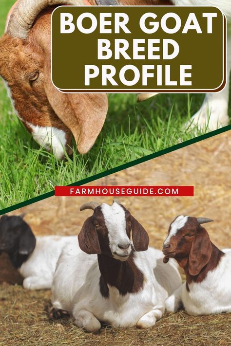 Boer Goats Raising, Meat Goat Farming, Boer Goats Pictures, Meat Goats Breeds, Goat Farming Ideas, Boar Goats, Mississippi Farmhouse, Goat Enclosure, Goats As Pets