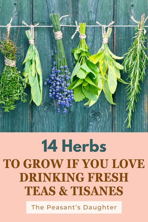 Growing your own herbs is a lovely way to enhance your garden and kitchen alike, especially if you’re a fan of herbal teas and tisanes. Whether you’re a seasoned gardener or just starting out, cultivating these 14 herbs will allow you to brew your own fresh and flavorful beverages right from your backyard. Herbal Tea Garden Plants, Herb Tea Garden, Tea Herbs To Grow, Growing A Tea Garden, Tea Garden Plants, Tea Garden Design, Tea Herb Garden, Medicinal Tea Recipes, Moon Herbs