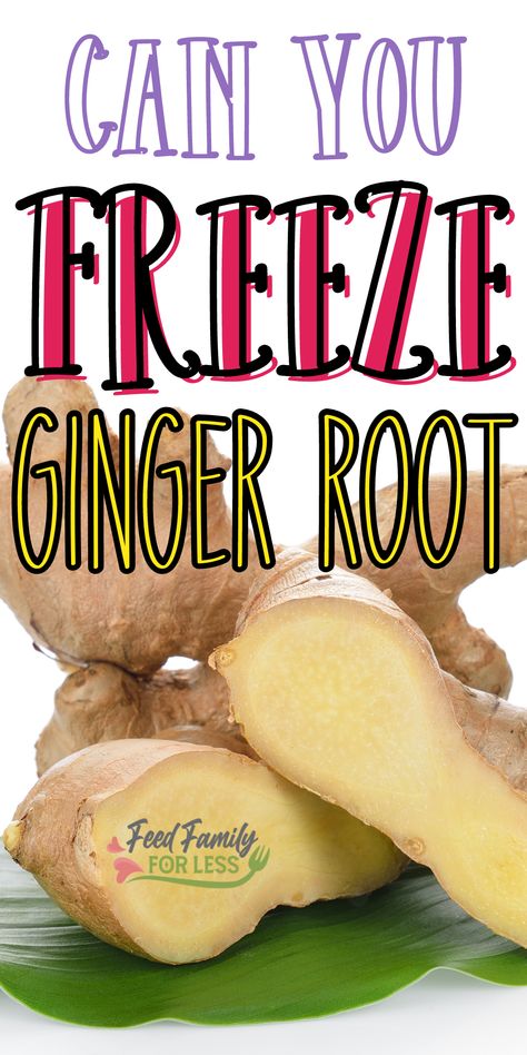 What Is Ginger Root Good For, How To Use Fresh Ginger Root, What To Do With Fresh Ginger Root, Can You Freeze Ginger Root, Ways To Use Ginger Root, Preserve Ginger Root, Things To Do With Ginger Root, How To Keep Ginger Root Fresh, Ginger Root Tea Recipe