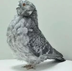 indiana-pigeon-club Owl Pigeon, Fancy Pigeons, Le Pigeon, Pigeon Pictures, Pigeon Loft, Pigeon Breeds, Dove Pigeon, Racing Pigeons, Kinds Of Birds