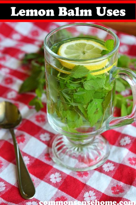 Lemon Balm Drink Ozempic, Uses For Lemon Balm, Lemon Balm Benefits, Lemon Balm Uses, Lemon Balm Recipes, Melissa Officinalis, Lemon Skin, Lemon Balm Tea, Healthy Remedies