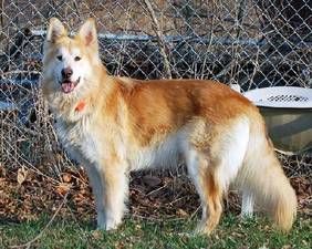 And they're still pretty as adults! Golden Husky :) Golden Retriever Husky Mix, Golden Husky, Friendly Dog Breeds, Five Cats, Golden Retriever Husky, Designer Dogs Breeds, Husky Cross, Puppy Boy, Hot Diggity Dog