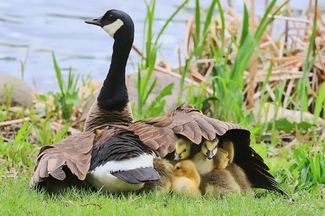 Canadian Geese, National Wildlife Federation, Kinds Of Birds, Mother Goose, Santa Clause, All Birds, Pretty Birds, Colorful Birds, Wild Birds