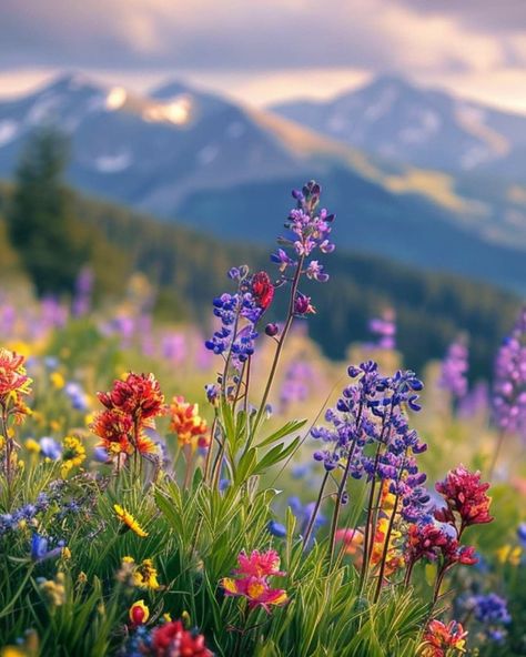 Montana Wildflowers, Mountain Wildflowers, Wisteria Plant, Growing Cut Flowers, Wildflowers Photography, Field Wallpaper, Anne With An E, Nature Table, Beautiful Landscape Wallpaper