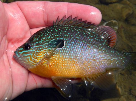 sunfish Longear Sunfish, Pumpkinseed Sunfish, Michigan Wildlife, Fish Chart, Fish Carving, Airbrush Painting, Water Creatures, Aquarium Setup, Fishing Bobber