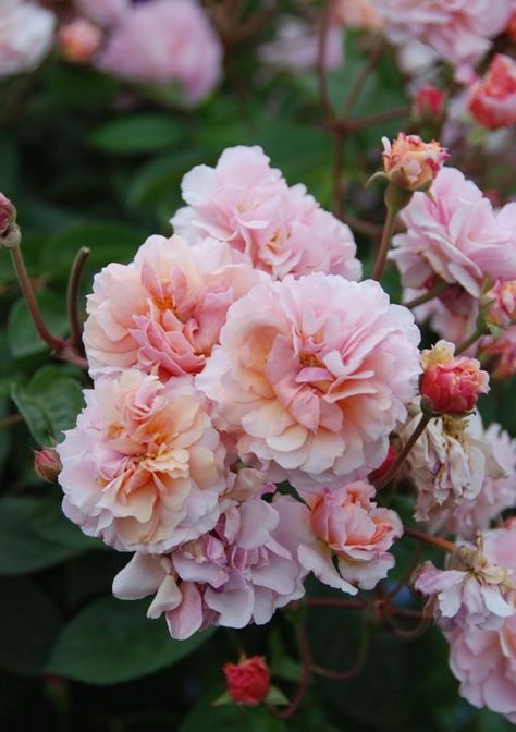 cornelia hybrid musk rose Musk Rose, Flower Plants, Wonderful Flowers, Plant Aesthetic, Beautiful Flowers Garden, Real Plants, Perennial Plants, Rose Garden, Summer Flowers