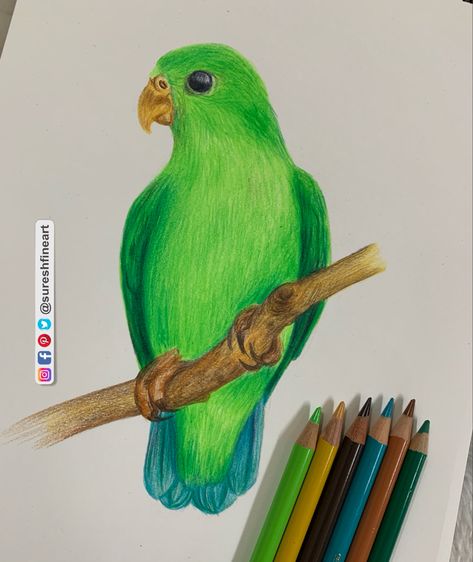 Bird Drawings Colored Pencil, Drawing Colored Pencil Easy, Colour Shading Drawing, Color Pencil Art For Beginners Easy, Colored Pencil Art Easy Ideas, Easy Colored Pencil Drawing, Color Pencil Drawing Easy, Color Pencil Art For Beginners, Pencil Art For Beginners