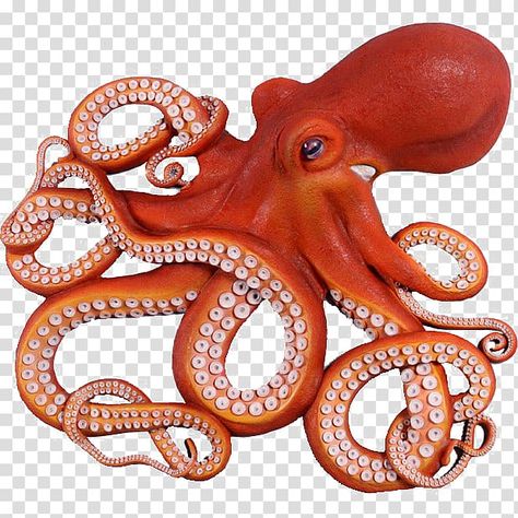 Octopus Art Drawing, Drawing Octopus, Fishing Drawing, Squid Drawing, Crab Cartoon, Pacific Octopus, Giant Pacific Octopus, Octopus Drawing, Octopus Illustration