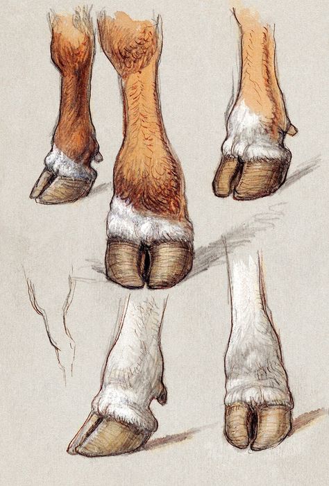 Cow Hooves, Cow Sketch, Cow Drawing, Structural Drawing, Fox Pictures, Free Illustration Images, Paws And Claws, Cow Art, Smithsonian Institution