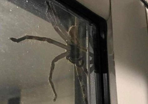 I've been reading r/nosleep for years. Here are the best of the best...according to me!: NoSleepOOC Giant Huntsman Spider, Australian Spider, Huntsman Spider, Wolf Images, Funny Animal Jokes, Animal Jokes, Best Of The Best, Funny Animal, Spiders