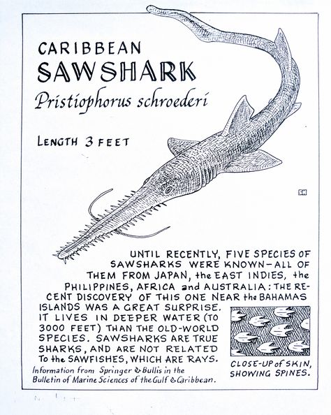 Caribbean Saw Shark (Pristiophorus schroederi) Shark Identification Charts, Marine Biology Notes Sharks, Marine Biologist Notes, Marine Biology Notes, Saw Shark, Shark Posters, Shark Information, Different Types Of Sharks, Oceanography Marine Biology