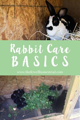 Homestead Rabbits, Flemish Rabbit, Rabbit Playground, Class Pets, Rabbit Health, Raising Rabbits For Meat, Rabbit Habitat, Pet Rabbit Care, Lionhead Rabbit