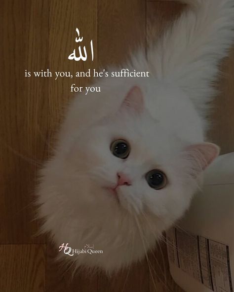 Cat Love Quotes Feelings, Died Quote, Cat Lover Quotes, Black Cat Quotes, Tattoo Birthday, Jummah Quotes, Cat Love Quotes, Quran Tilawat, Cat Quote