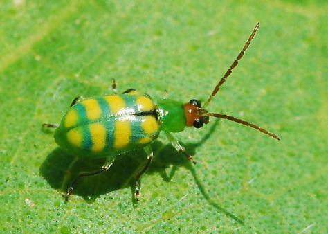 Banded Cucumber Beetle - Diabrotica balteata - BugGuide.Net Beetle Species, Strange Animals, Cucumber Beetles, Insect Species, Bug Collection, Weird Animals, Beetles, Spiders, Cucumber