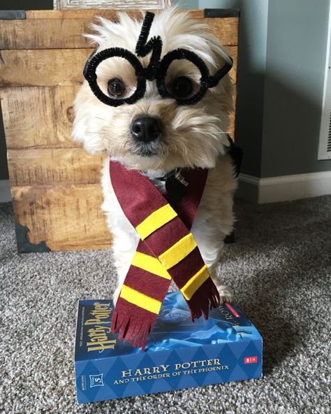 Harry Potter dog halloween costume @bowie_the_morkie ig Harry Potter Dog Costume, Harry Potter Dog, Dog Halloween Costume, Ford Puma, Harry Potter Costume, Dog Halloween Costumes, Noah's Ark, Dog Costumes, Dog Costume