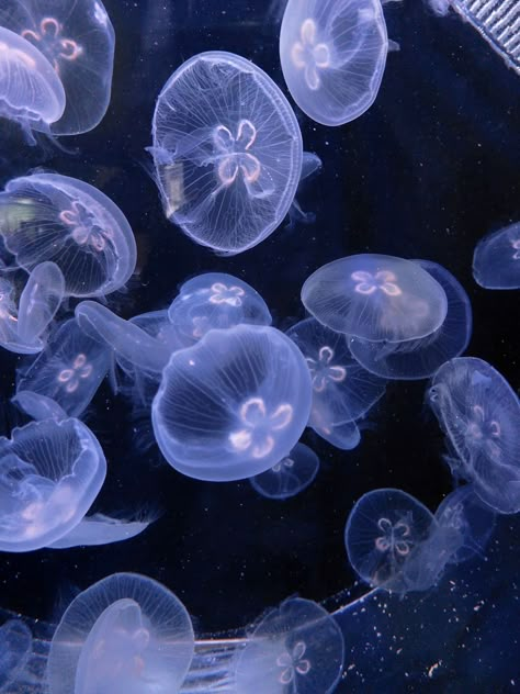 Moon Jellyfish Aesthetic, Blue Jellyfish Aesthetic, Jellyfish Real, Silly Jellyfish, Jellyfish Makeup, Jelly Tattoo, Space And Ocean, Real Jellyfish, Jellyfish Oc