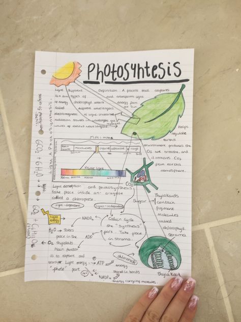 Photosynthesis Notes Aesthetic, Photosynthesis Drawing, Photosynthesis Notes, Photosynthesis Poster, Photosynthesis Projects, Revision Motivation, Notes Biology, Biology Aesthetic, Bio Project