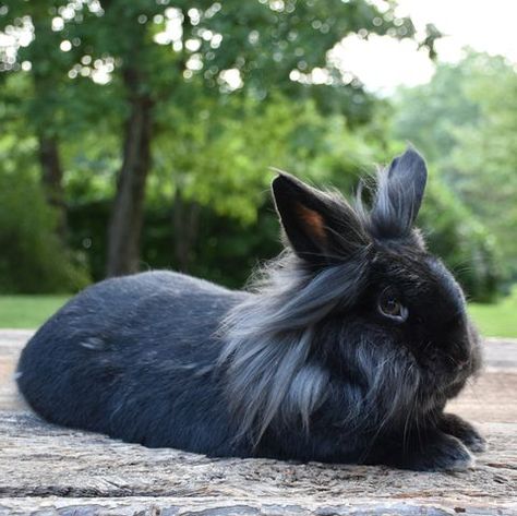 pet rabbit - lionhead rabbit Giant Flemish Rabbit, Rabbit Lionhead, Drawing Rabbits, Bunny Rabbit Drawing, Rabbits Art, Rabbit Aesthetic, Cutest Bunnies, Aesthetic Bunny, Bunny Things