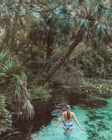 Kelly Park Rock Springs – A Central Florida Gem Kelly Park Florida, Rock Springs Florida, Best Places In Florida, Kayak Stand, Kelly Park, Florida Travel Guide, Florida Springs, Places In Florida, Rock Springs