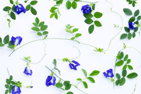 Butterfly Blue Pea Flower, Photo Butterfly, About Butterfly, Butterfly Pea Flower, Butterfly Pea, Pea Flower, White Cups, Wooden Background, Purple Butterfly