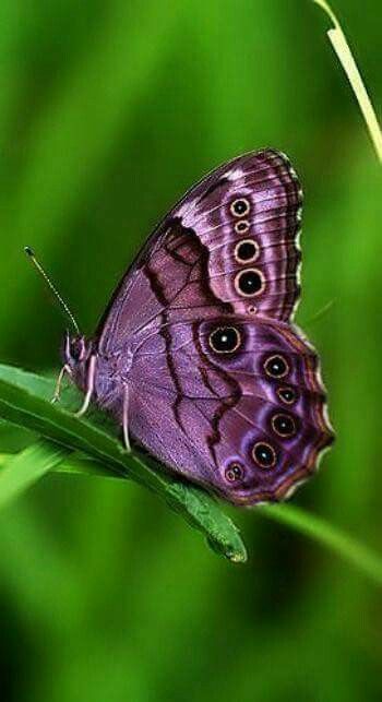 Mariposa morada Mauve Butterfly, Photo Papillon, Butterfly Species, Moth Caterpillar, Beautiful Bugs, Butterfly Pictures, Butterfly Kisses, Airbrush Art, All Things Purple