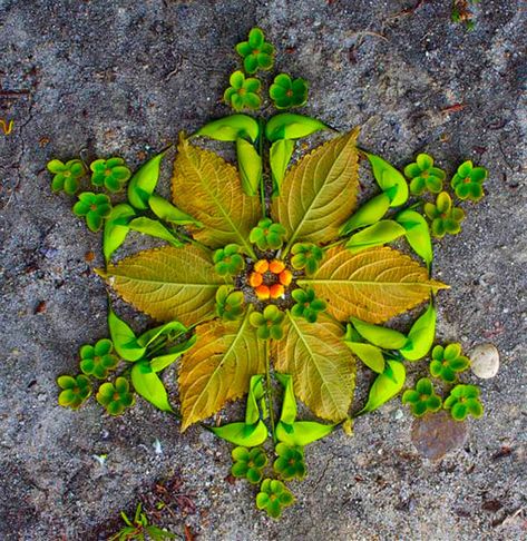 Flower-Mandalas-by-Kathy-Klein. I did these with my students a few years ago; a great part of a larger unit Nature Mandala, Mother Earth Living, Natural Objects, Autumn Leaves Art, Earth Art, Nature Crafts, Dreamcatchers, Mandala Drawing, Back To Nature