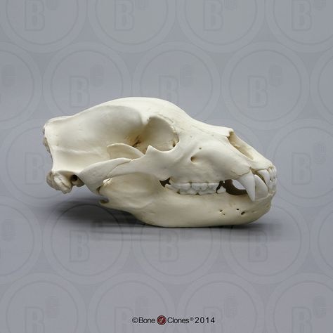 Grizzly Bear Skull - Bone Clones, Inc. - Osteological Reproductions Grizzly Bear Skull, Skull Side View, Bear Skull, Skull Reference, Real Skull, Animal Skeletons, Animal Skull, Tattoo Photography, List Of Animals