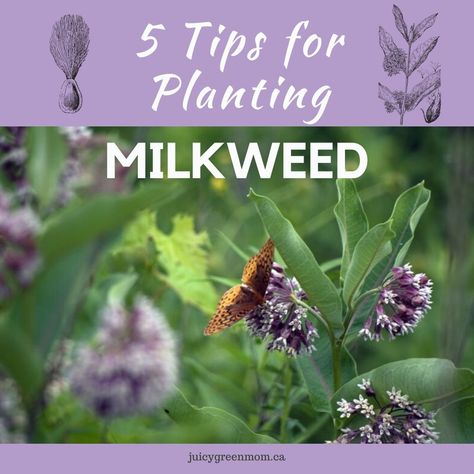 5 Tips For Planting Milkweed #FiveonFriday #gotmilkweed Braiding Onions, Pollination Garden, Milkweed Garden, Planting Milkweed, Monarch Waystation, Raising Monarch Butterflies, Butterfly Stuff, Butterfly Food, Monarch Butterfly Garden