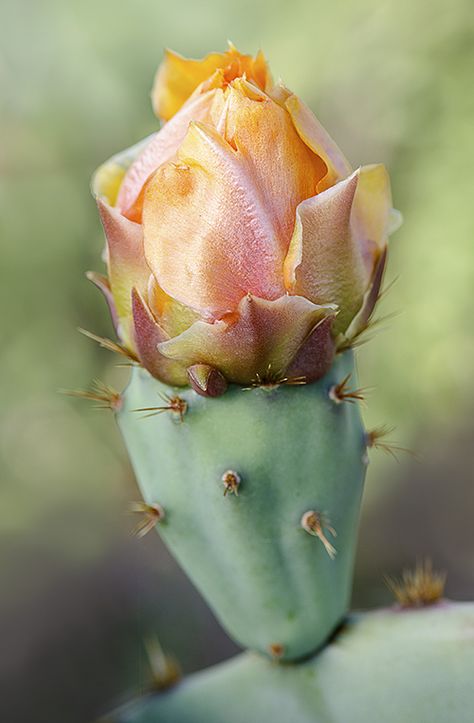 Cactus Prickly Pear, Cactus With Flowers, Prickly Pear Flowers, Arizona Aesthetic, Cactus Paintings, Cactus Photography, Orchid Cactus, Blooming Cactus, Cactus Blossoms