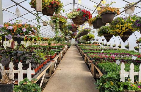 Whether you're a seasoned gardener, an annual flower potter or just looking for a scenic day trip, Northeast Iowa's greenhouses are your answer. Kalona Iowa, May Day Baskets, Hanging Flower Baskets, Fairy Garden Supplies, Farm Stand, Annual Flowers, Local Farm, Road Trip Itinerary, Greenhouses