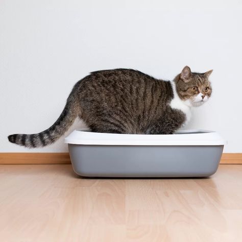 Why does my cat use the empty litter tray? | Petrapedia Training A Kitten, Big House Cats, Cat Pee, Cat Info, Litter Tray, Outdoor Cats, Cat Training, Domestic Cat, Cat Litter Box