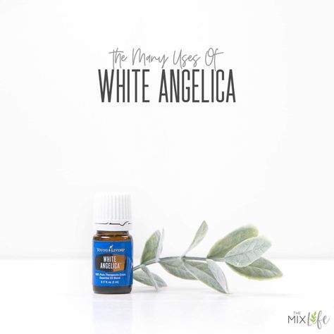 White Angelica Diffuser Blends, White Angelica Essential Oil, White Angelica Young Living, Essential Oil Diffuser Benefits, Young Living Essential Oils Starter Kit, Young Living Essential Oil Diffuser, White Angelica, Essential Oil Perfume Blends, Essential Oil Starter Kit