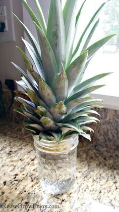 Planting Pineapple Top, Growing Pineapple From Top, Pineapple Plant Care, Grow Pineapple Plant, Grow A Pineapple, Pineapple Plant, Growing Pineapple, Pineapple Planting, Kitchen Scraps