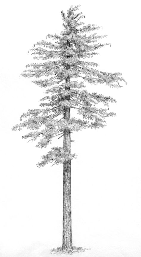 Pine Trees Sketch, Pine Tree Sketch, Evergreen Tree Sketch, Pine Tree Drawing Pencil, Pine Tree Reference Drawing, Tree Sketch, Sketch Pine Tree, Pine Trees, Ponderosa Pine Drawing