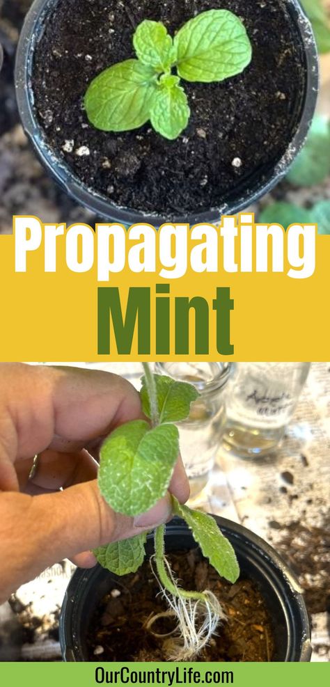 Mint with text Propagating Mint Propagating Mint, Propagate Mint, Garlic Farm, Drying Mint Leaves, Mint Garden, Planting Pot, Mint Plants, Gardening Hacks, Aromatic Plant