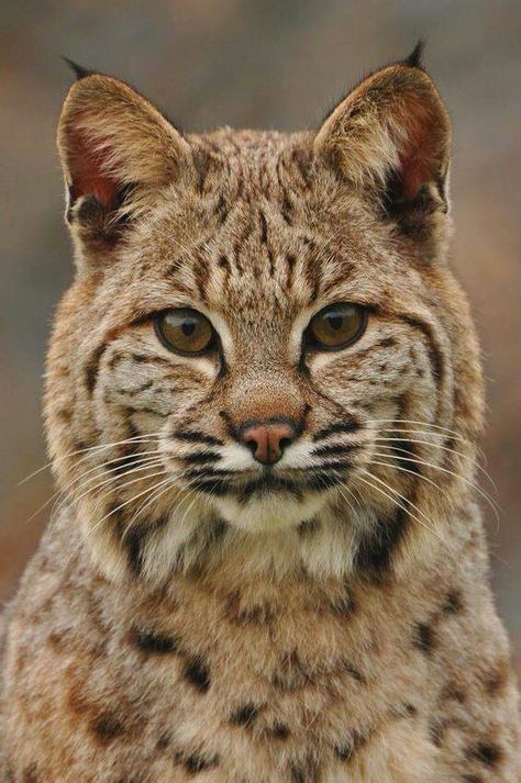 Cute Cats Poses, Bobcat Pictures, Pixie Bob Cats, Bob Cats, Cats Tips, Lynx Lynx, Bob Cat, Small Wild Cats, Cat Species