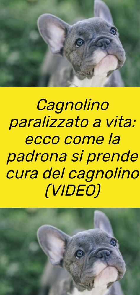 Ci sono dei casi in cui un cagnolino potrebbe avere davvero molto bisogno di noi, più di quanto immaginiamo. #cani Jack Russell Terrier Puppies, Bulldog Francese, Terrier Puppies, Russell Terrier, Jack Russell Terrier, Jack Russell, Bulldog, Puppies