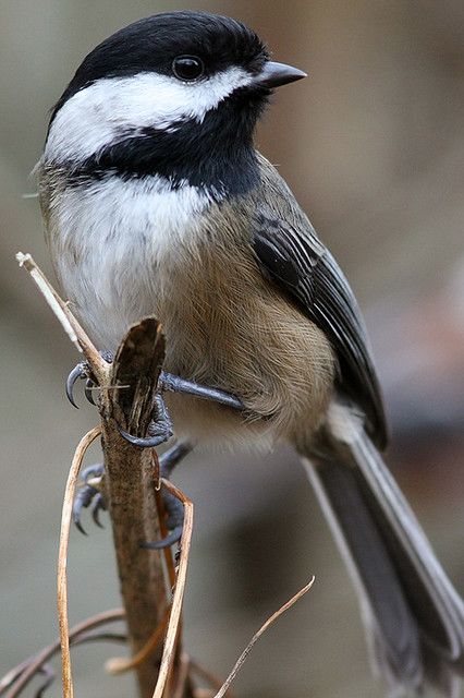 Black-Capped Chickadee With a Spritely Pose at StanleyPark… | Flickr Chickadee Art, Chickadee Bird, Bird Identification, Black Capped Chickadee, Bird Photos, Chickadees, Tiny Bird, Backyard Birds, Bird Pictures