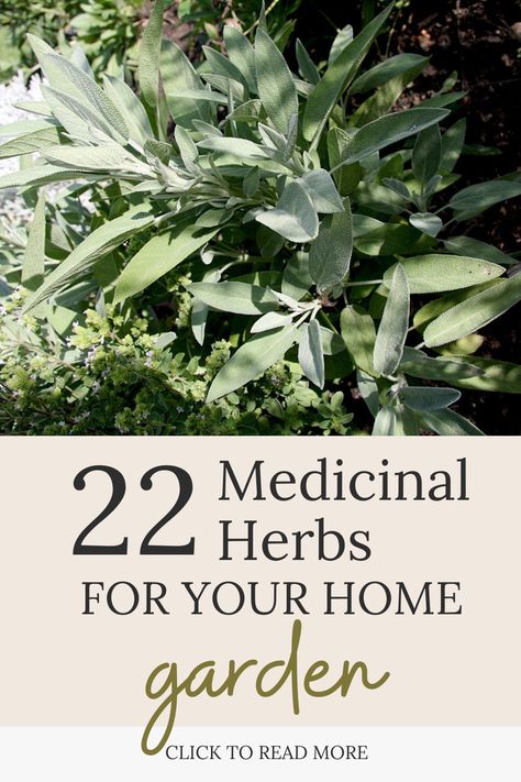 Looking to level up your gardening game and boost your health at the same time? 🌻 Check out our quick guide to 22 medicinal herbs that'll not only enhance your garden's beauty but also provide healing benefits for your entire family! ​ ​ ​ ​
​herbs to grow, herbs to plant, garden herbs, herbs to grow at home, herbs for your garden, herbalism, home herbalism, garden herbalism, good herbs for a home garden, beginner herbalism Herbalism Garden, Herbs To Grow At Home, Herbal First Aid Kit, Herbs To Plant, Garden Beginner, Herbal First Aid, Herbs To Grow, Grow Herbs, Garden Herbs