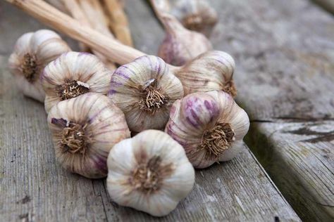 Garlic Garden, Harvesting Garlic, Growing Garlic, Planting Tools, Garlic Bulb, Natural Antibiotics, Fruit Seeds, Tomato Seeds, Growing Fruit