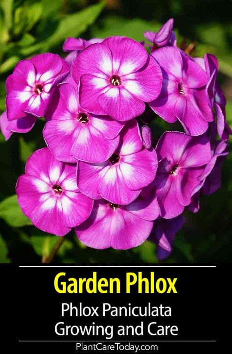 Garden Phlox (Phlox Paniculata) looks best in masses from a distance, use bright cultivars as accents, subject to powdery mildew in warm, humid conditions, divide in spring. [DETAILS] Garden Phlox Perennials, Tall Phlox, Phlox Flower, Phlox Flowers, Phlox Paniculata, Shade Garden Design, Hummingbird Plants, Shade Garden Plants, Growing Gardens