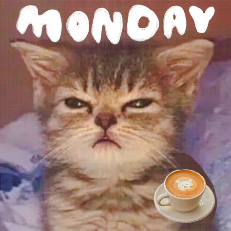 no work, only coffee and my squinted eyes on screen :) Monday blues / Monday memes / Monday routine / cute cat memes / cat drinking coffee Cat Squinting Eyes, Monday Routine, Cat Drinking Coffee, Monday Coffee, Cute Cat Memes, Monday Memes, Cat Drinking, Monday Blues, Drinking Coffee