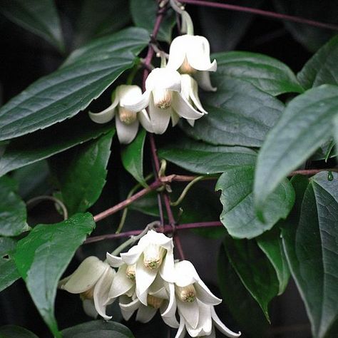 Winter Flowering Clematis, Clematis Winter Beauty, Clematis Cirrhosa, Evergreen Clematis, Delphinium Plant, Impatiens Plant, Primrose Plant, Grape Vine Plant, Beauty Van